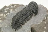 Detailed Crotalocephalina Trilobite - Atchana, Morocco #222440-4